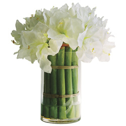 Amaryllis