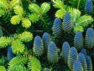 Flowers, Trees, Vines, Plants
