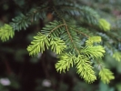 Flowers, Trees, Shrubs, Plants